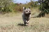 CAIRN TERRIER 060